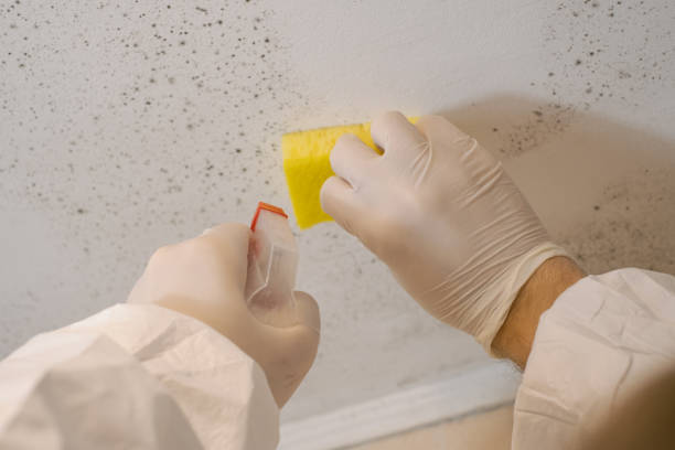 Best Mold Odor Removal Services  in Menands, NY