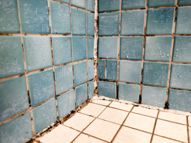 Best Airborne Mold Testing  in Menands, NY