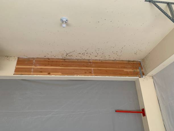 Menands, NY Mold Removal Company